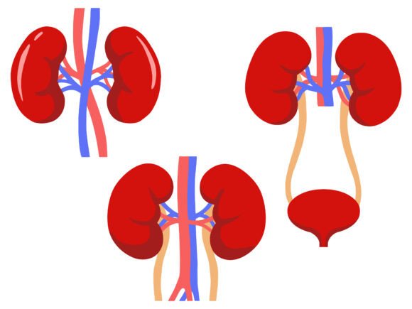 Human Kidney Anatomy Normal Illustration